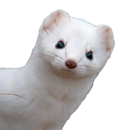 Advanced Humor for Mature People pack - 