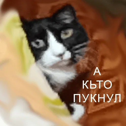 Стики 8193 из @Anonymnyi_chat_bot - 