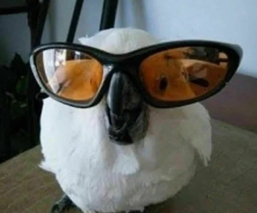 Стикер Аиша Мзимов by @fStikBot - 5