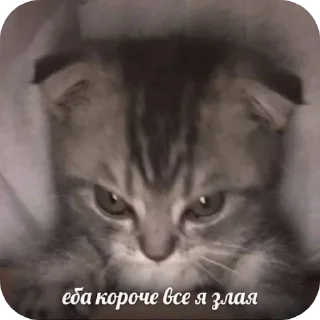 Sticker Больше стиков тут: @stikery4 - 7