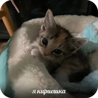 Sticker Больше стиков тут: @stikery4 - 8