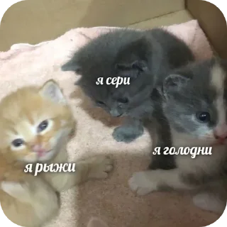 Sticker Больше стиков тут: @stikery4 - 6