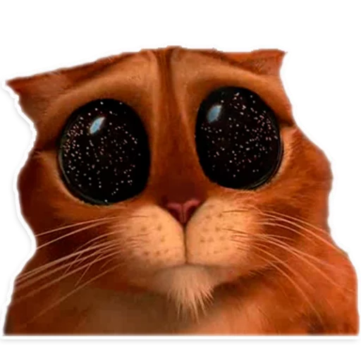 животное домашняя кошка кошка