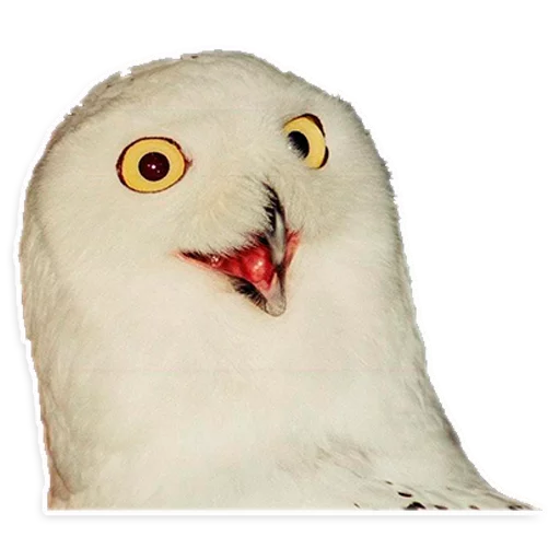 животное птица сова