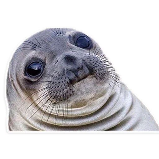 животное млекопитающее морские млекопитающие