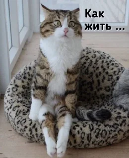 Стикер Пак создан в @moyi_stikery_bot - 6