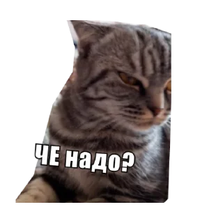 Sticker Анфуся - 1