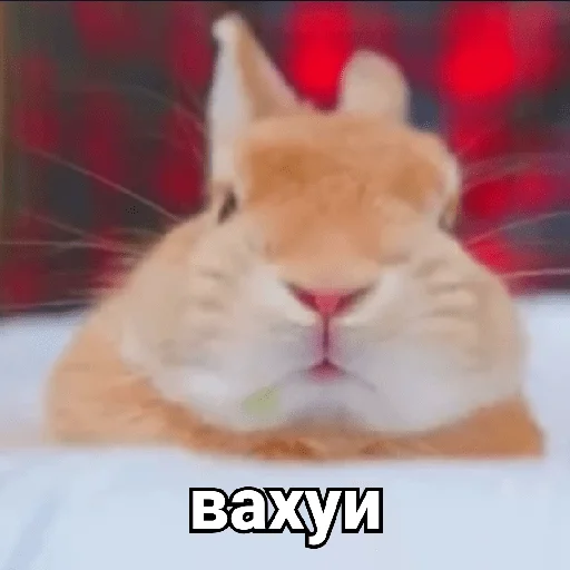 mammal animal rabbits and hares