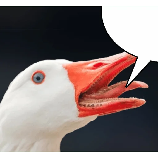 animal aquatic bird bird