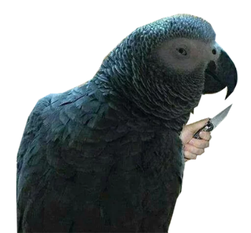 животное птица попугай