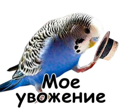 птица животное попугай