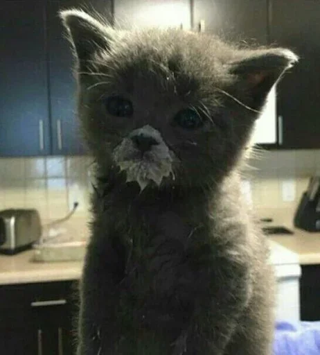 indoor mammal animal