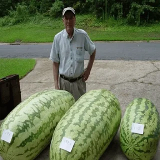 Sticker @tonarbuz ARBUZ 25$ or FUD? - 7