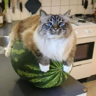 Sticker @tonarbuz ARBUZ 25$ or FUD? - 2