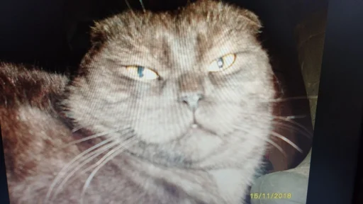 Sticker ASRNFWFQCF_by_moyi_stikery_bot - 1