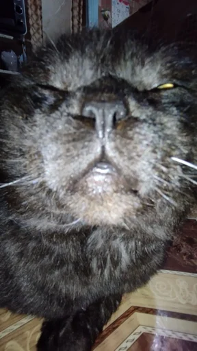 Sticker ASRNFWFQCF_by_moyi_stikery_bot - 1