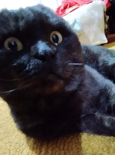 Sticker ASRNFWFQCF_by_moyi_stikery_bot - 1