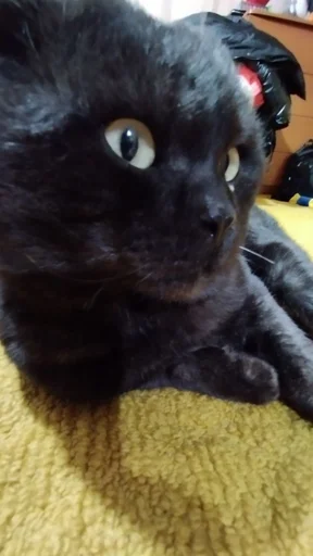 Sticker ASRNFWFQCF_by_moyi_stikery_bot - 1