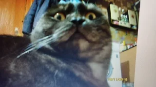 Стикер Пак создан в @moyi_stikery_bot - 4