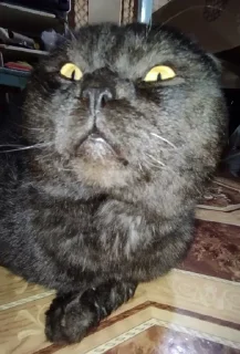 Стикер Пак создан в @moyi_stikery_bot - 9