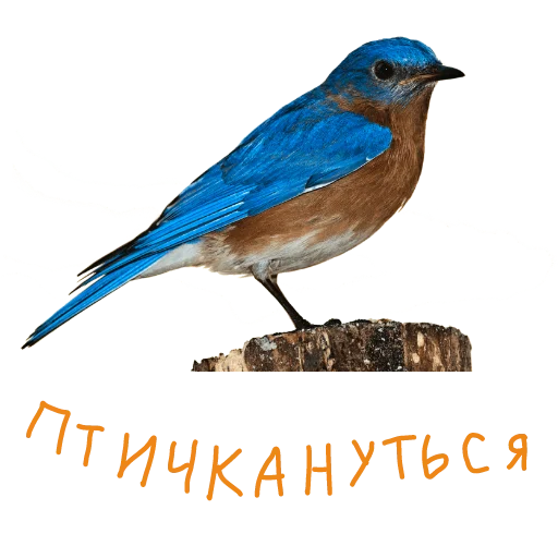 Sticker ASESTWORD STIKERS PARODY 😳🥝 - 7