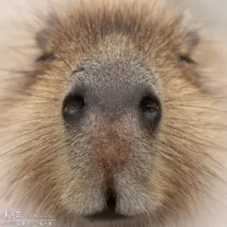 Sticker Больше стиков тут: @stikiin - 9