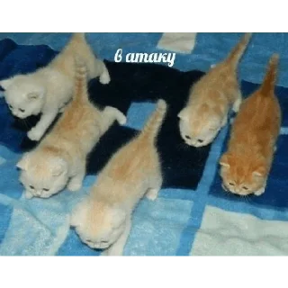 Стикер Больше стикеров 👉🏻 @stickertg4 - 4