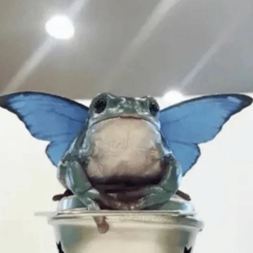 butterfly insect moths and butterflies