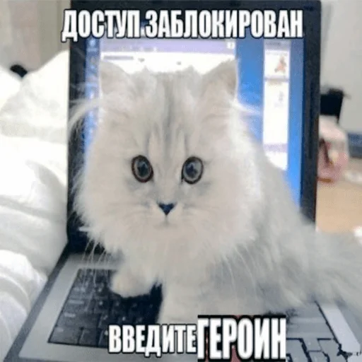 small to medium-sized cats laptop indoor