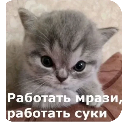 Стикер AaYEbbj_by_achestickbot - 1