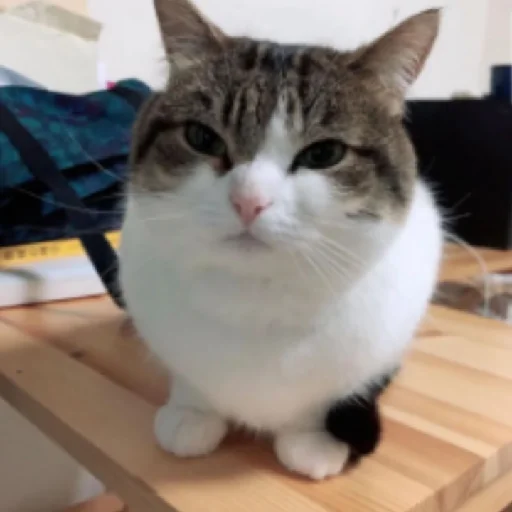 Sticker Aalaaapp - 1