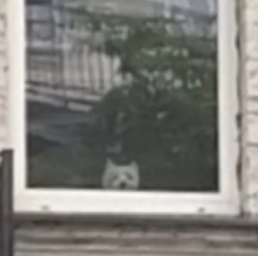 Ваня и пёс - окно