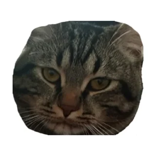 Sticker АВОВА - 5