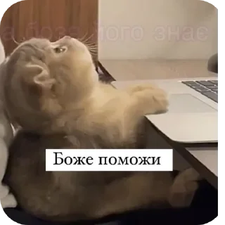 Стикер Абаюнда - 8