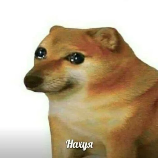 млекопитающее собака животное