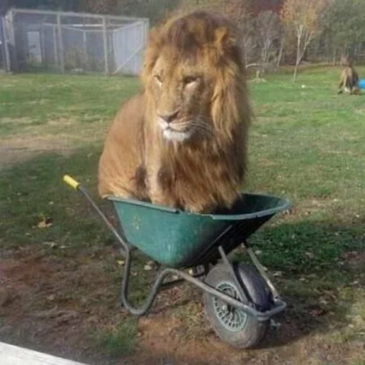 на открытом воздухе трава млекопитающее