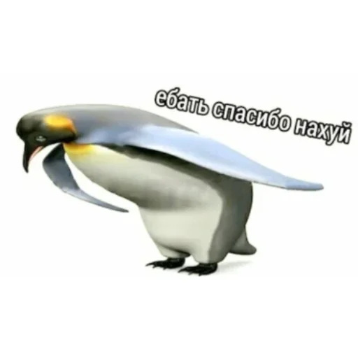 водная птица пингвин птица