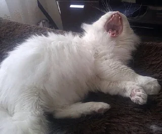 Стикер Abisnite - 3