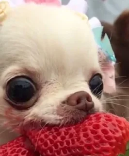 Стикер Abisnite - 2