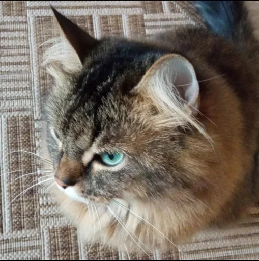 Sticker Настюшка трешик :: @fStikBot - 0