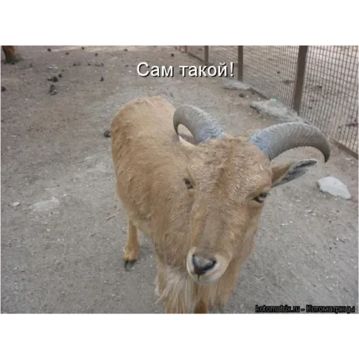 Стикер Abona437 - 1