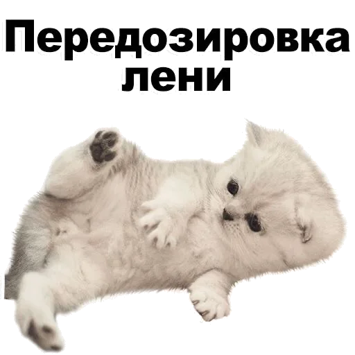 абрикосики кекают - 