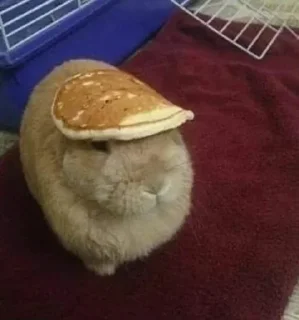 Стикер абрикосики кекают - 4