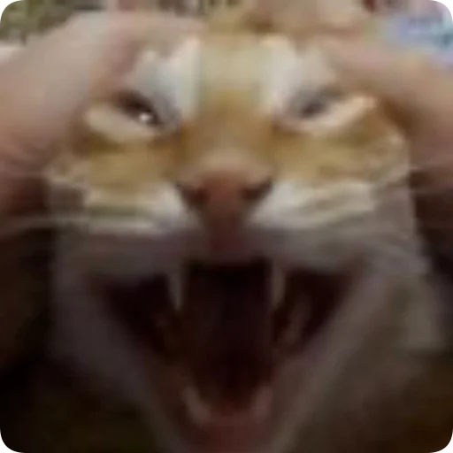 Absolute Silliness - 