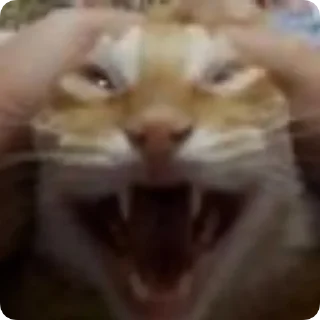 Стикер Absolute Silliness - 5