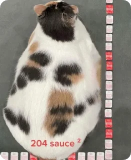 Стикер Absolute Silliness - 3