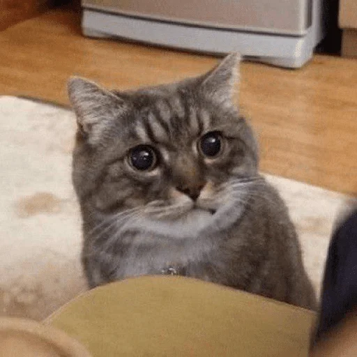 small to medium-sized cats indoor felidae