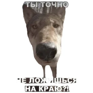 Стикер Ацф - 1