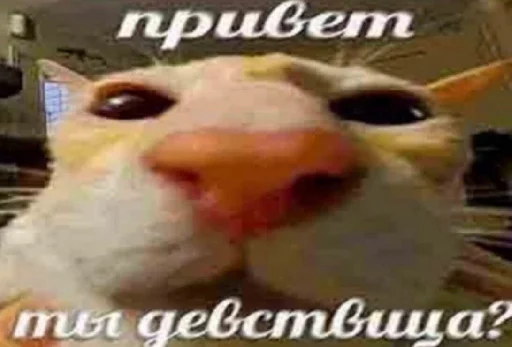 Стикер че та типа мемав ваших - 3