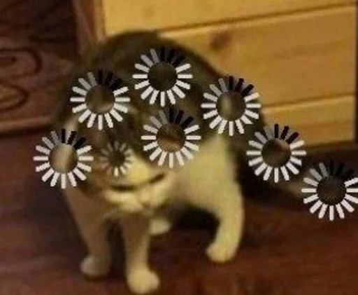 кошачьи киска котёнок